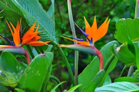 天堂鳥花語|天堂鳥花語象徵與寓意